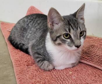 Porsha Parc-Fermé -  Domestic Short Hair and Tabby Cat for Adoption in Chandler, Arizona - Porsha Parc-Fermé | PetCurious