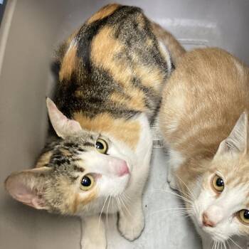 Domestic Short Hair Cats Available for Adoption - Rebecca | PetCurious