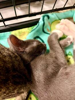 Smokey -  Russian Blue and Domestic Short Hair Cat for Adoption in Walnut Creek, California - Smokey | PetCurious