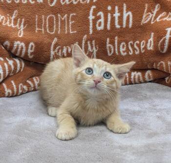 Hector -  Domestic Short Hair Cat for Adoption in Little Rock, Arkansas - Hector | PetCurious