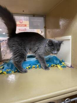 Domestic Medium Hair Cats Available for Adoption in Metamora, Illinois - Alfredo Pawsta | PetCurious