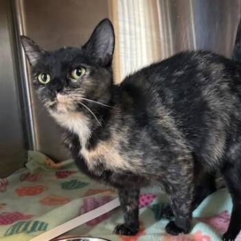 Dolly Parton -  Domestic Short Hair Cat for Adoption in Knoxville, Tennessee - Dolly Parton | PetCurious