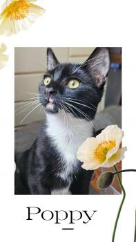 Rescue Domestic Short Hair Cats for Adoption in Glen Burnie, Maryland - Poppy | PetCurious