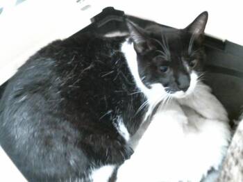 NOAH -  Domestic Short Hair Cat for Adoption in Houston, Texas - NOAH | PetCurious