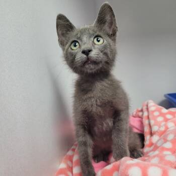 Rescue Domestic Short Hair Cats for Adoption in Duncan, Oklahoma - Coldstone | PetCurious