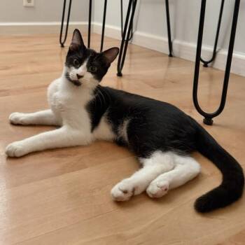 Chambord -  Domestic Medium Hair Cat for Adoption in Jupiter, Florida - Chambord | PetCurious