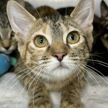 Elated -  Domestic Short Hair Cat for Adoption in Matteson, Illinois - Elated | PetCurious