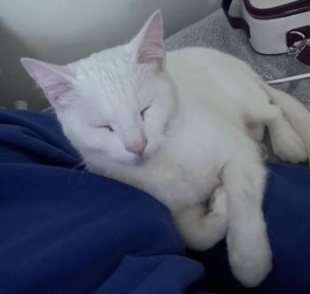 Domestic Short Hair Cats Available for Adoption in Newport, Kentucky - Wiley | PetCurious