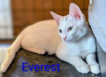 Everest -  Domestic Medium Hair Cat for Adoption in Morgan Hill, California - Everest | PetCurious