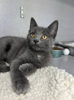 Domestic Short Hair Cats Available for Adoption in Montgomery, New Jersey - Brioche | PetCurious