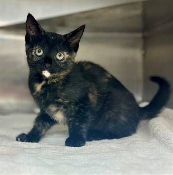 Domestic Short Hair Cats Available for Adoption in Conroe, Texas - FIONA | PetCurious