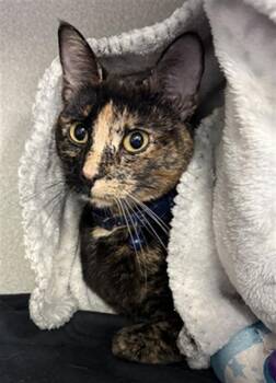 Domestic Short Hair Cats Available for Adoption in Dallas, Texas - KARMA GIRL | PetCurious