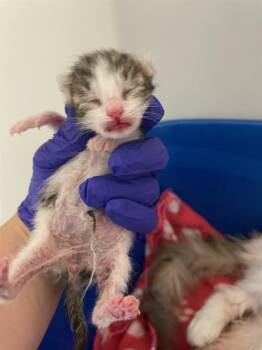 OLAVI -  Domestic Short Hair Cat for Adoption in Palmetto, Florida - OLAVI | PetCurious
