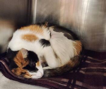FERN -  Domestic Short Hair Cat for Adoption in Hagerstown, Maryland - FERN | PetCurious