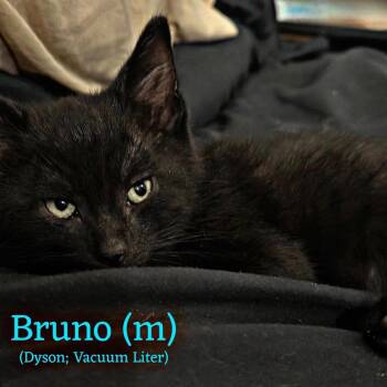 Bruno -  Domestic Short Hair Cat for Adoption in Fremont, Nebraska - Bruno | PetCurious
