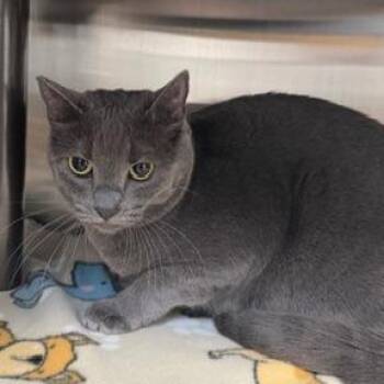 Domestic Medium Hair Cats Available for Adoption - Mochi | PetCurious