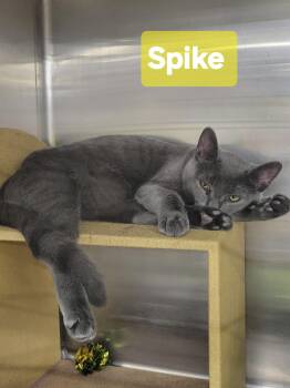Spike -  Domestic Short Hair Cat for Adoption in Mechanicsburg, Pennsylvania - Spike | PetCurious