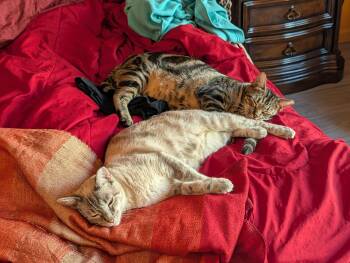 Rescue Tabby Cats for Adoption in Los Altos, California - Milo & Lobo - Bonded Brothers | PetCurious