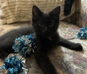 Johny -  Domestic Short Hair Cat for Adoption in Calverton, Maryland - Johny | PetCurious