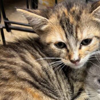 Chili -  Domestic Short Hair Cat for Adoption in Westminster, California - Chili | PetCurious