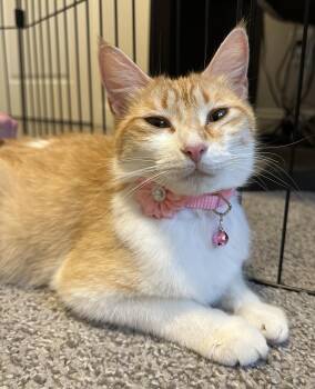 Rescue Siamese and Domestic Medium Hair Cats for Adoption in Lewisville, Texas - Flower " Female Orange And White Beauty " | PetCurious