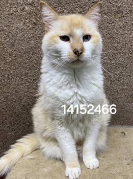 14152466 -  Siamese Cat for Adoption in Lee