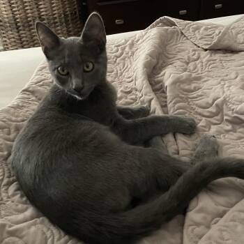 Boxwood -  Russian Blue Cat for Adoption in Bentonville, Arkansas - Boxwood | PetCurious