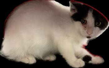 Wilson kids bonded -  Domestic Short Hair Cat for Adoption in Macedonia, Ohio - Wilson Kids Bonded | PetCurious