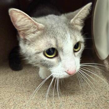 Linda -  Domestic Short Hair Cat for Adoption in Evensville, Tennessee - Linda | PetCurious