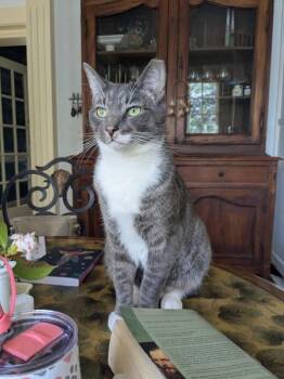 Tony -  Domestic Short Hair Cat for Adoption in Norfolk, Virginia - Tony | PetCurious