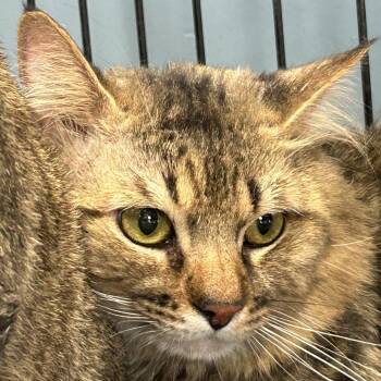 Waldo -  Domestic Medium Hair Cat for Adoption in Newark, New Jersey - Waldo | PetCurious