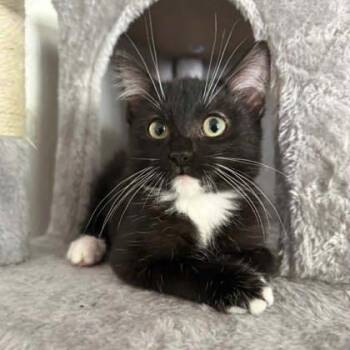 Blaze -  Domestic Short Hair Cat for Adoption in Warr Acres, Oklahoma - Blaze | PetCurious