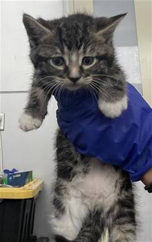 Domestic Short Hair Cats Available for Adoption in Dallas, Texas - RAPUNZEL | PetCurious