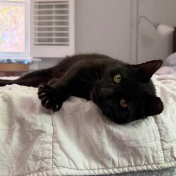 Domestic Short Hair Cats Available for Adoption - Honkey Cat 2 | PetCurious