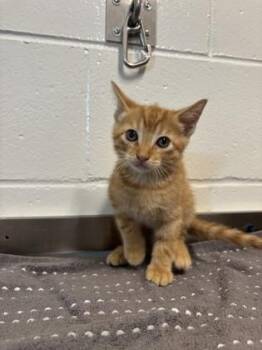 Charlie Kelly -  Domestic Short Hair Cat for Adoption in Daphne, Alabama - Charlie Kelly | PetCurious