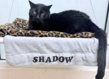 Shadow -  Domestic Short Hair Cat for Adoption in Vero Beach, Florida - Shadow | PetCurious