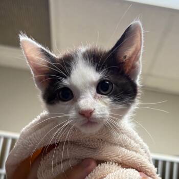 Rescue Domestic Short Hair Cats for Adoption in Yuma, Arizona - Itchy | PetCurious