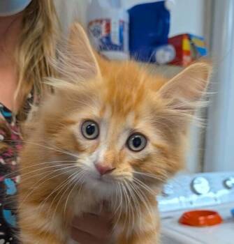 Sonic -  Domestic Long Hair Cat for Adoption in Wetaskiwin, Alberta - Sonic | PetCurious