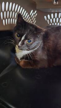 Rescue Domestic Short Hair Cats for Adoption in Virginia, Minnesota - Blanca | PetCurious