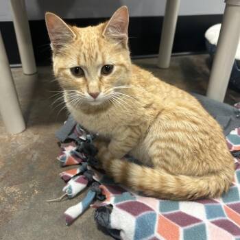 Domestic Short Hair Cats Available for Adoption - (Hold) Dyna | PetCurious