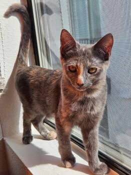 Hari -  Domestic Short Hair Cat for Adoption in Los Angeles, California - Hari | PetCurious