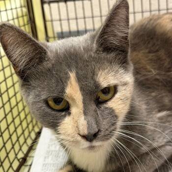 Rescue Domestic Short Hair Cats for Adoption in Yuma, Arizona - Tootsie | PetCurious