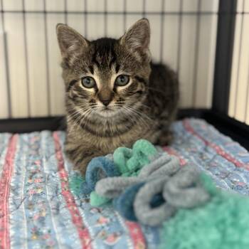Domestic Short Hair Cats Available for Adoption in Chesapeake, Virginia - Mary Ann | PetCurious