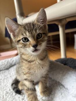 Xodo -  Tabby Cat for Adoption in New Milford, Connecticut - Xodo | PetCurious