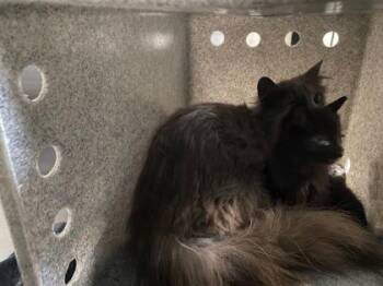 Magnolia -  Domestic Long Hair and Domestic Short Hair Cat for Adoption in Fairfax, Virginia - Magnolia | PetCurious