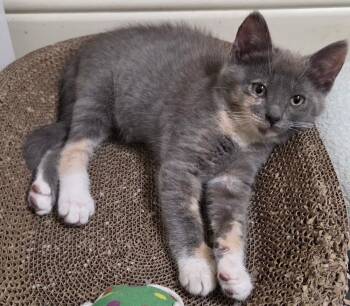 Bellini 7743 -  Domestic Medium Hair Cat for Adoption in Dallas, Texas - Bellini 7743 | PetCurious