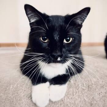 Domestic Short Hair Cats Available for Adoption - Sokka | PetCurious