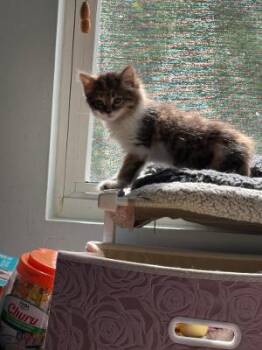 Bailey -  Domestic Long Hair Cat for Adoption in Mokena, Illinois - Bailey | PetCurious