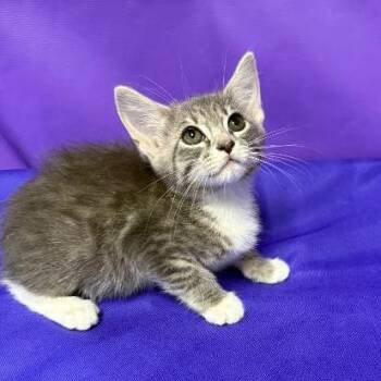 Arrow -  Domestic Medium Hair Cat for Adoption in North Myrtle Beach, South Carolina - Arrow | PetCurious