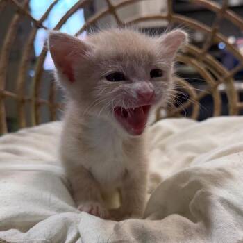 Josey -  Domestic Short Hair Cat for Adoption in Lewisville, Texas - Josey | PetCurious